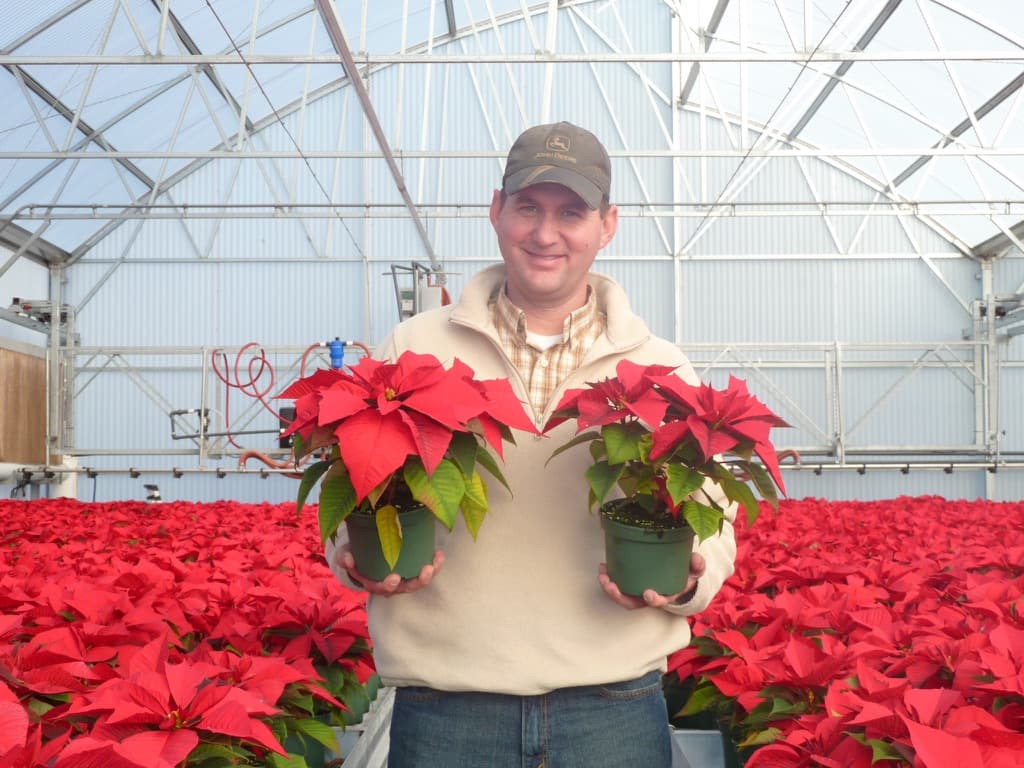 Aaron Layton holding poinsettias inside a production greenhouse