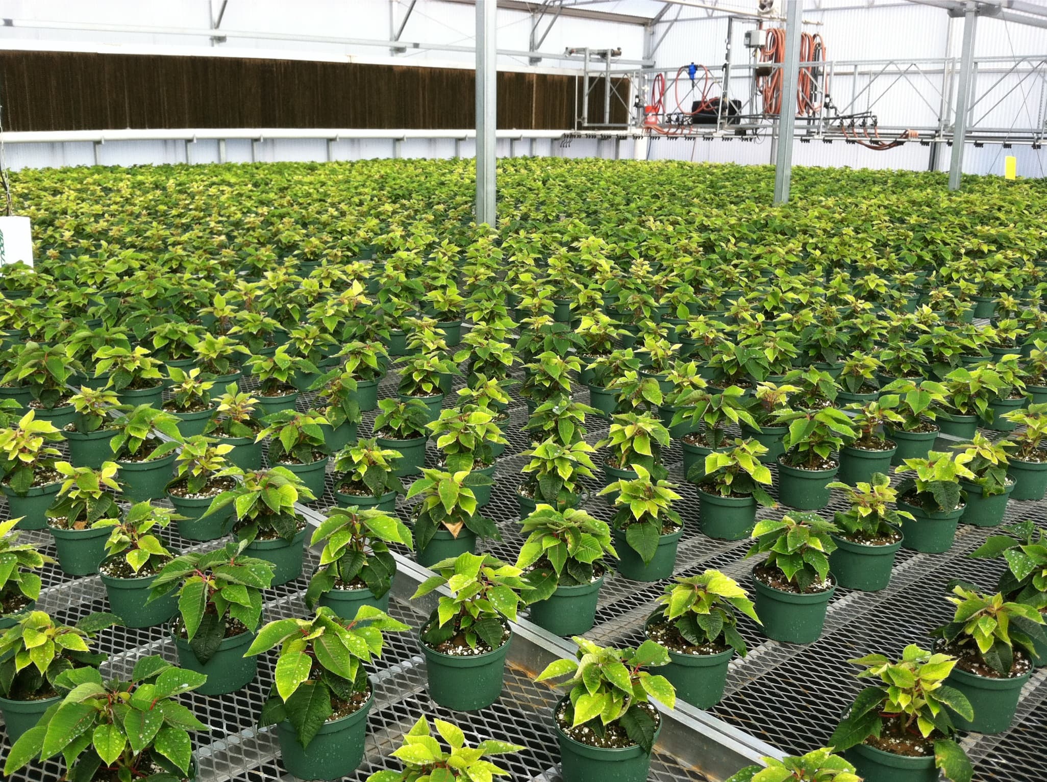 Commercial greenhouse filled with potted crops and irrigation equipment