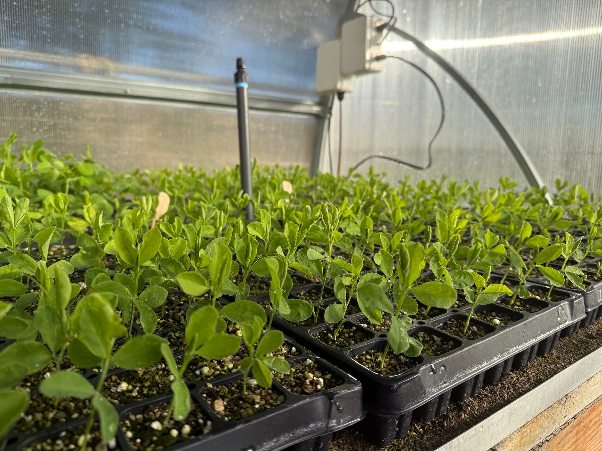 Seedling trays beside greenhouse monitoring equipment